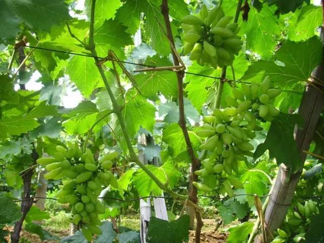 推荐几款好吃又好种的葡萄品种,葡萄里面哪个品种最甜最好吃