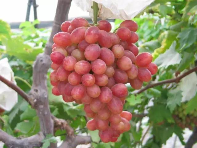 推荐几款好吃又好种的葡萄品种,葡萄里面哪个品种最甜最好吃