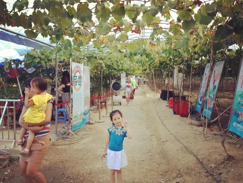 暑假去哪儿到白坭采摘夏日味道,暑假去哪玩新疆