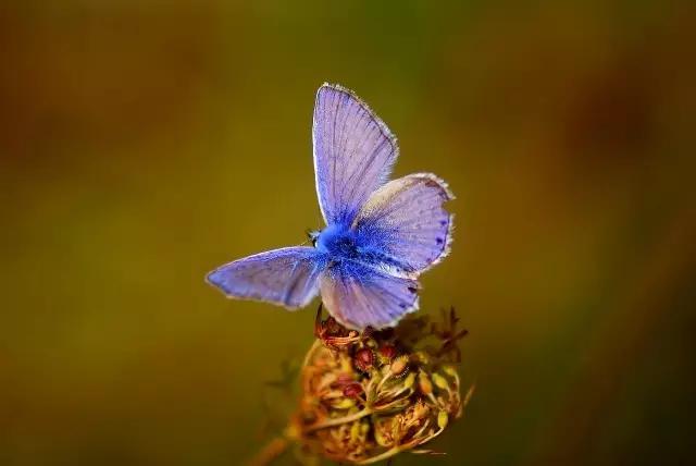 太原惊现史上最虐心的蝶萤文化节！爱我就带我去与蝶共舞、与萤作