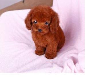 刚抱来的狗狗一直叫怎么办,刚抱回来的幼犬一直叫