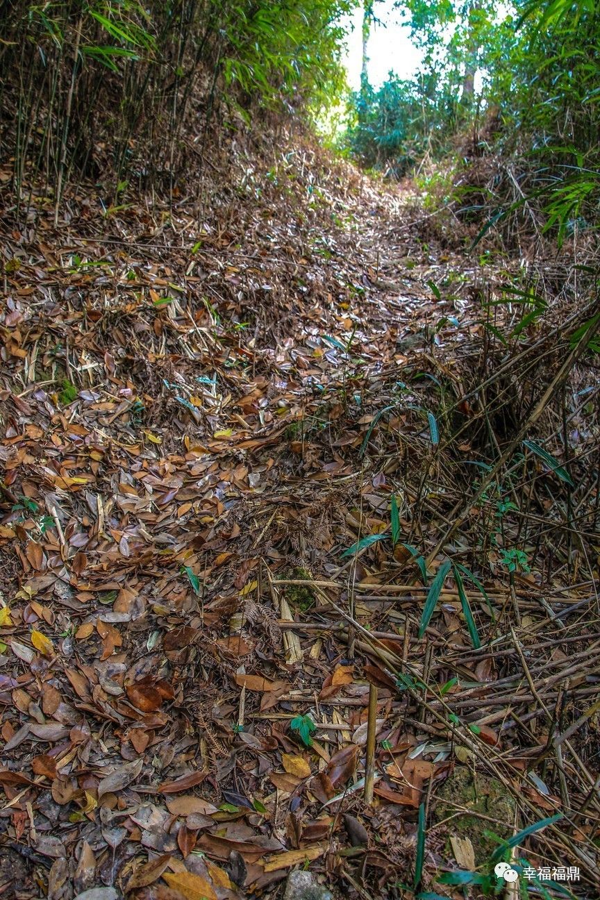 秘境杨梅,安吉杨梅溪