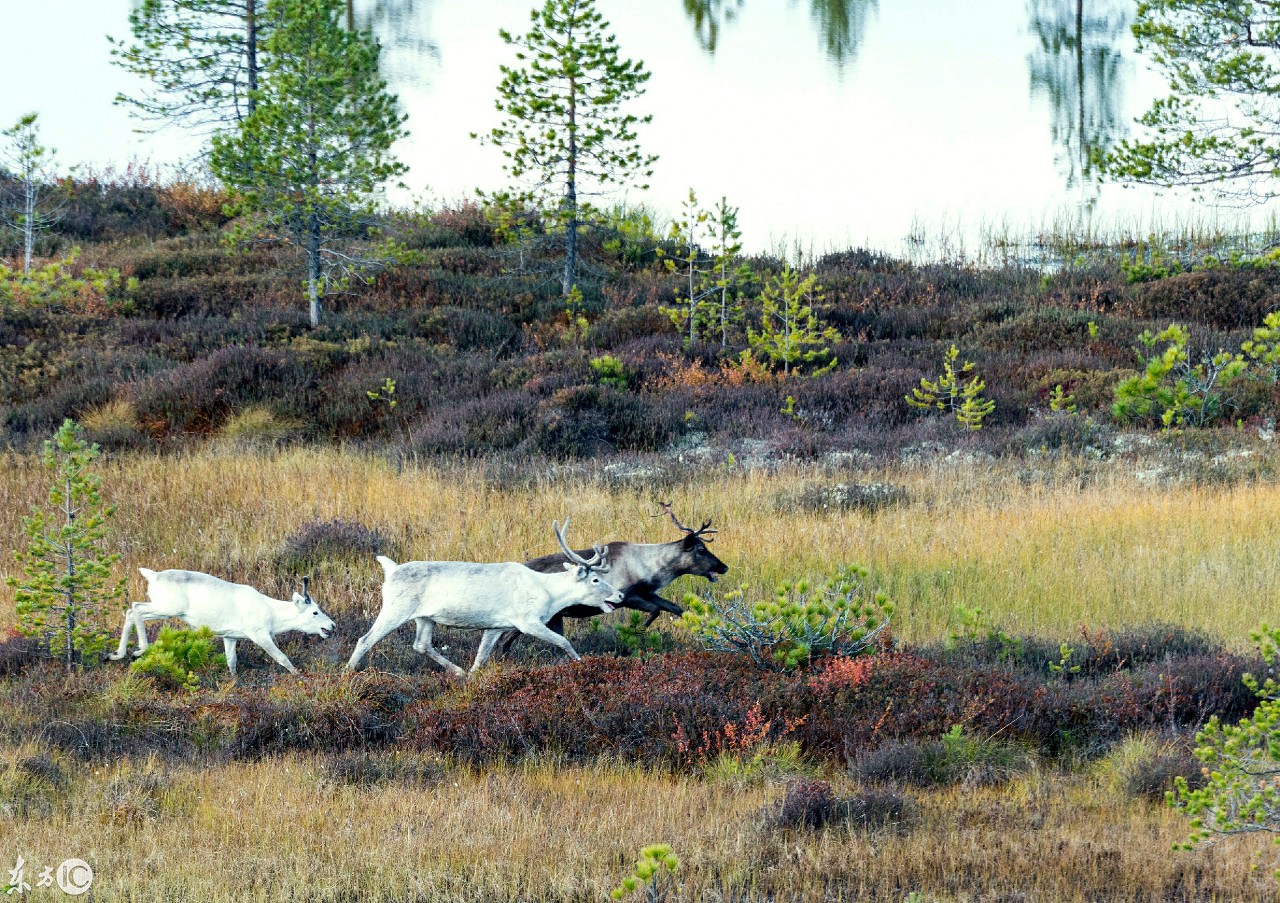 俄罗斯，汉特-曼西自治俄克拉荷马州风光，来呢就不想走的地方