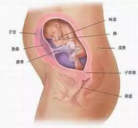 孕20周旅程已过半,18周的孕宝