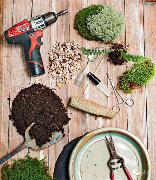 diy苔藓盆景摆件,如何制作木本蕨类植物盆景苔藓球