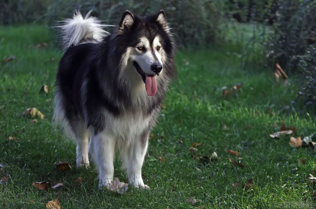 阿拉斯加雪橇犬和哈士奇的区别,阿拉斯加雪橇犬和哈士奇区别