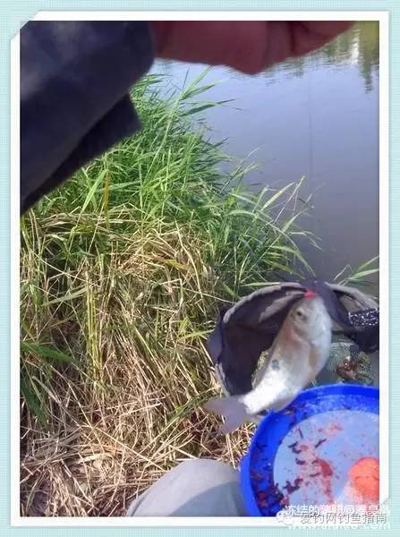 周日垂钓,洋河钓鲫鱼