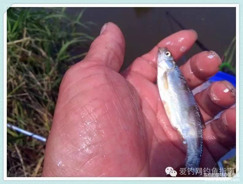 周日垂钓,洋河钓鲫鱼