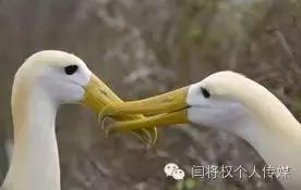 动物忠诚和单纯的感情,动物忠诚的诗句