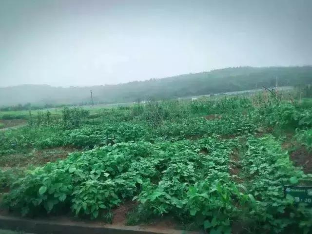 为什么淮南人喜欢当“地主”，看看地主如何管理地的！