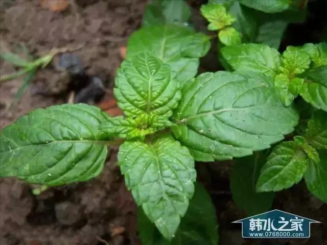 草粿烧仙草龟苓膏凉粉区别,草粿跟龟苓膏哪个好吃