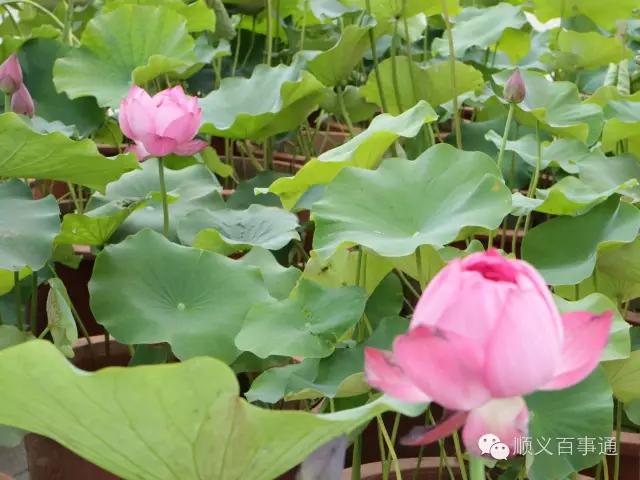 北京市顺义公园,从小就爱上你