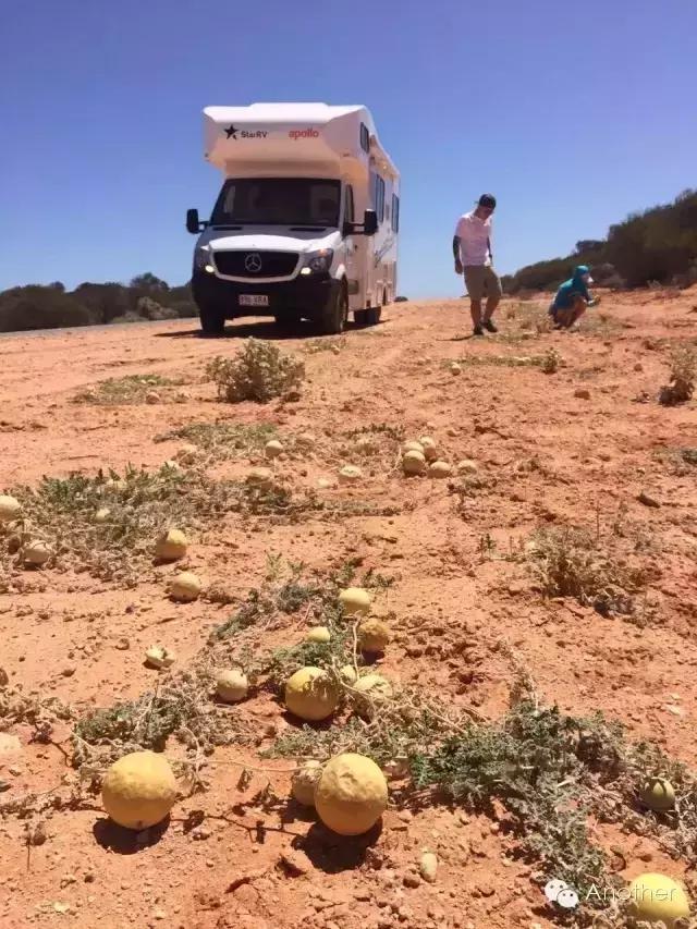 在澳洲租房车,租房车在澳洲