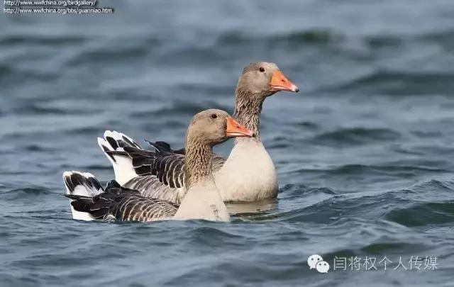 动物忠诚和单纯的感情,动物忠诚的诗句