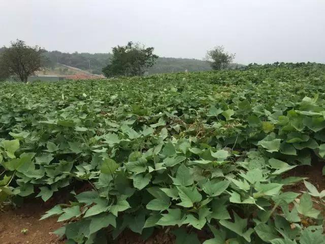 为什么淮南人喜欢当“地主”，看看地主如何管理地的！