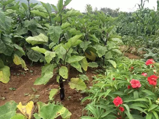 为什么淮南人喜欢当“地主”，看看地主如何管理地的！