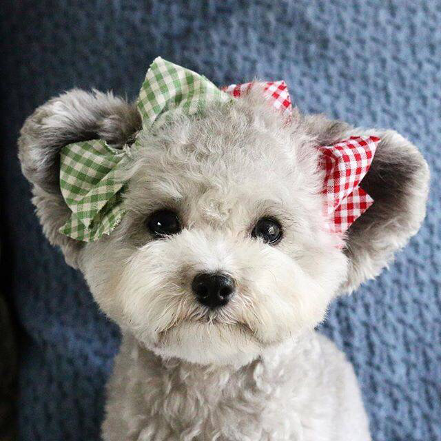 狗子趾间炎好了为什么会脱皮,狗子趾间炎总是反复用什么药