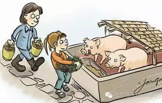 猪粪一坨一坨的是什么情况,一坨粪便有多少细菌