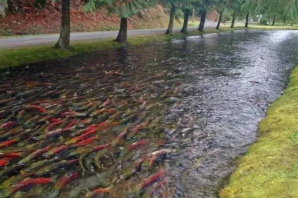 回国探亲礼品,最全加拿大回国礼品推荐