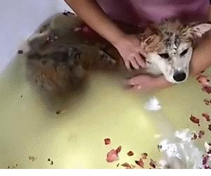 狗狗spa用什么产品,狗狗spa教程