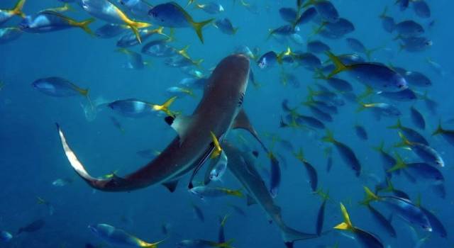 甯曞姵缇庢櫙娓歌,瑗垮お骞虫磱甯曞姵浜洪棿浠欏