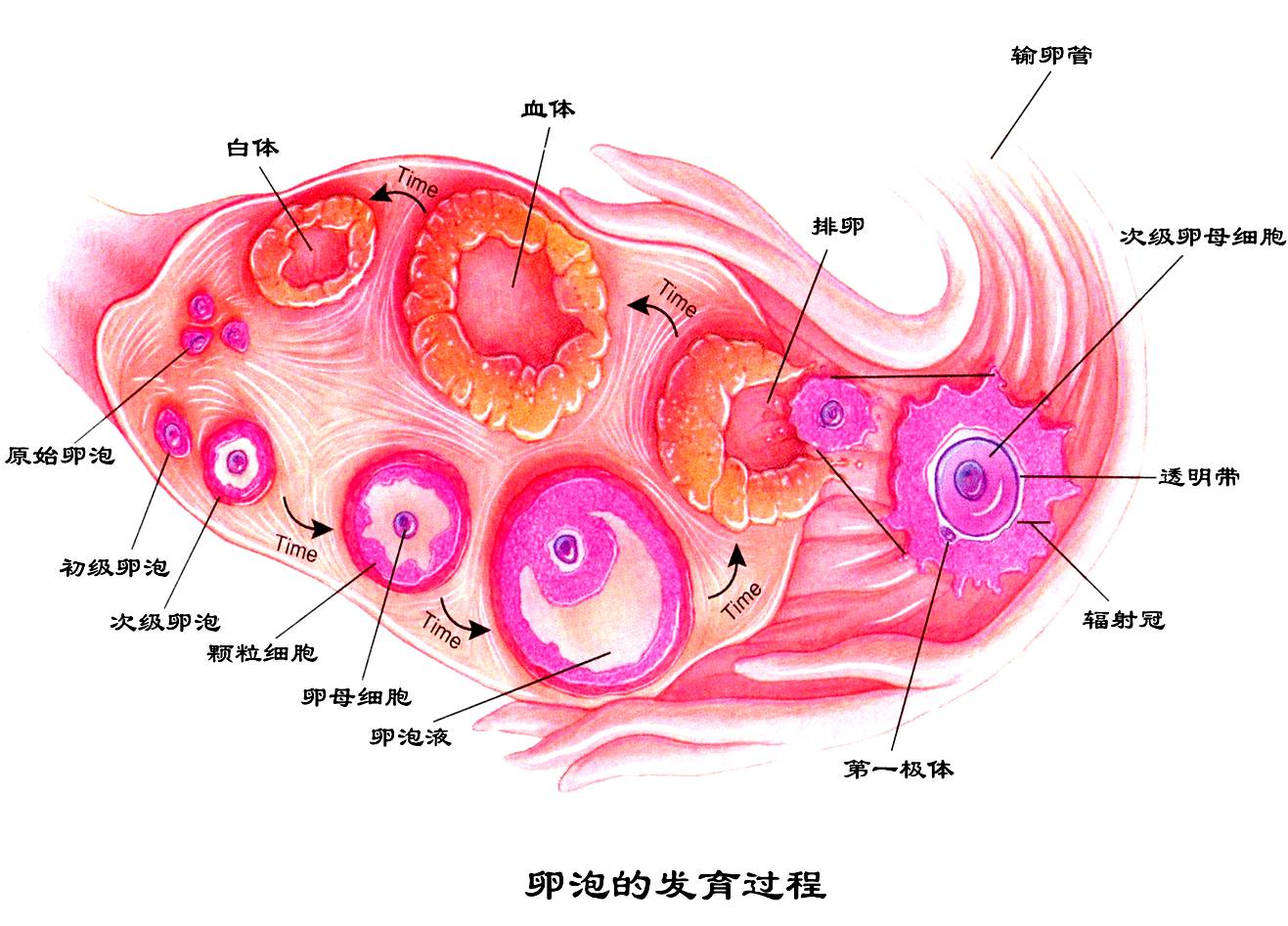 胎停这个事千万别大意,三次胎停的亲身经历
