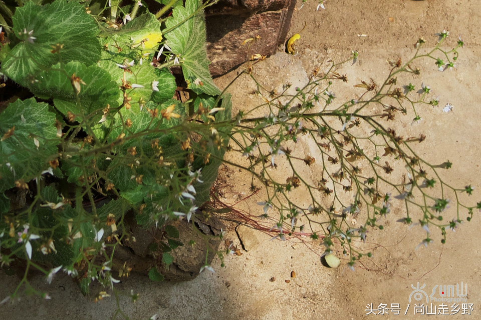 据说这种植物可以来治病英语,一种草对荨麻疹有特效