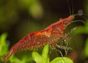 观赏虾十大入门级,观赏虾最漂亮的一种