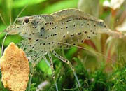 观赏虾十大入门级,观赏虾最漂亮的一种