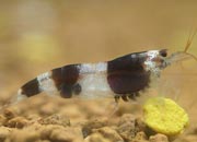 观赏虾十大入门级,观赏虾最漂亮的一种