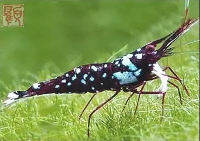 观赏虾十大入门级,观赏虾最漂亮的一种