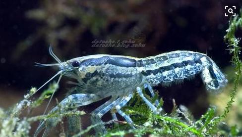 观赏虾十大入门级,观赏虾最漂亮的一种