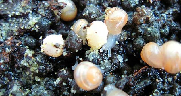 蜗牛有自愈功能么,蜗牛的生理缺陷