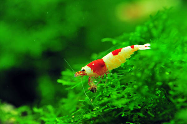 观赏虾十大入门级,观赏虾最漂亮的一种