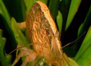 观赏虾十大入门级,观赏虾最漂亮的一种