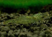 观赏虾十大入门级,观赏虾最漂亮的一种