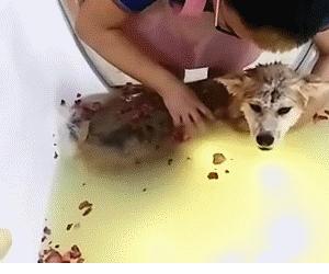 狗狗spa用什么产品,狗狗spa教程