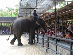 涓滆姯涔愬洯鍜屾嘲鍥介鎯呭洯,娉板浗椋庢儏鍥拰涓滆姯涔愬洯