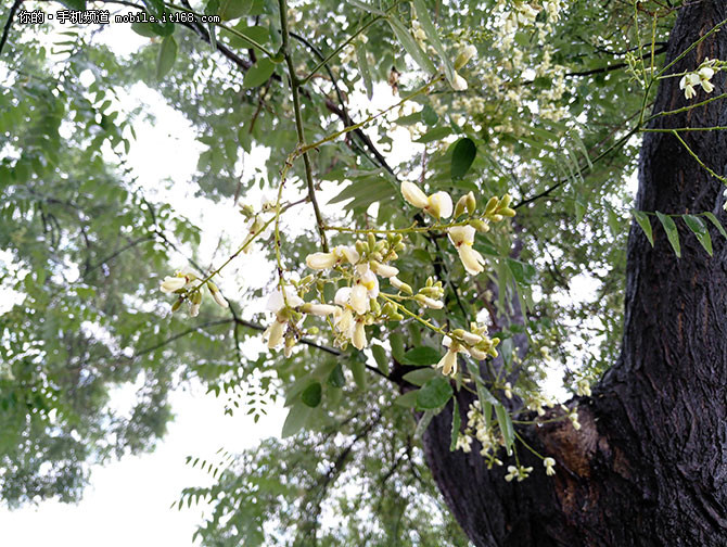 魅族MX6测评,魅族mx6最新测评