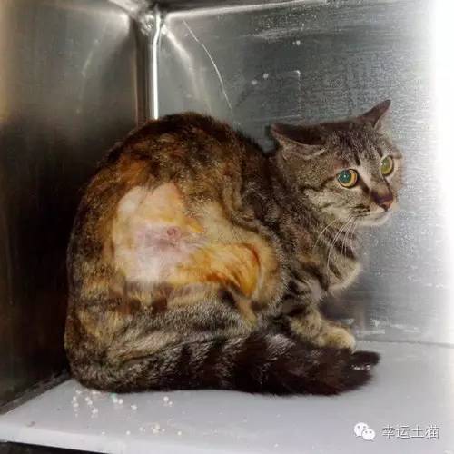 感谢给流浪猫捐款的话,猫咪募捐救助