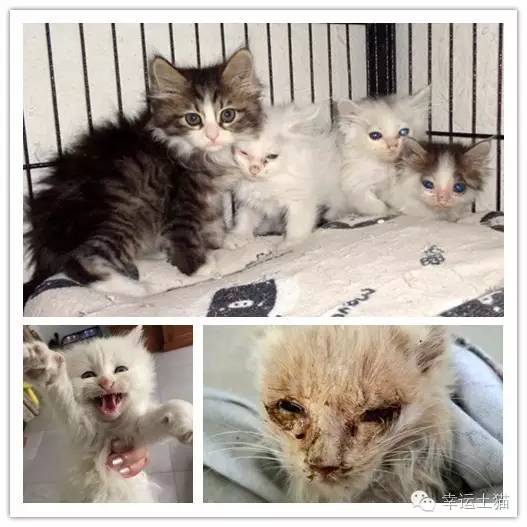 感谢给流浪猫捐款的话,猫咪募捐救助