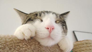 新手养猫指南猫咪生病的征兆,养猫经验分享猫咪生病