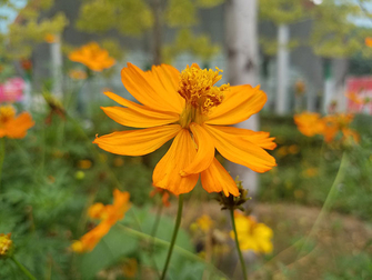 魅族MX6测评,魅族mx6最新测评