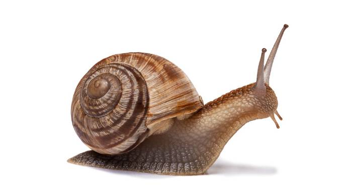 蜗牛有自愈功能么,蜗牛的生理缺陷