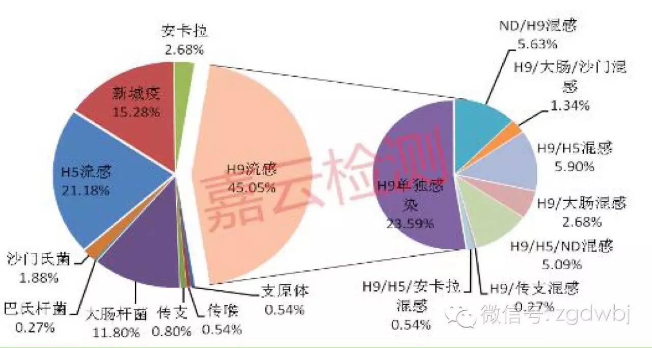 嘉云检测丨2016年6月国内禽病流行状况