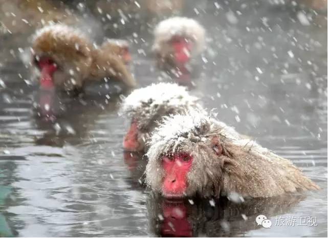 胡歌霍建华最美的场景视频,胡歌霍建华冬天游玩
