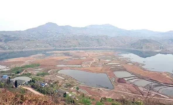 带领农民增收致富,高效农业带动百姓致富