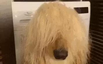 教练我想学开车,教练我想学动画