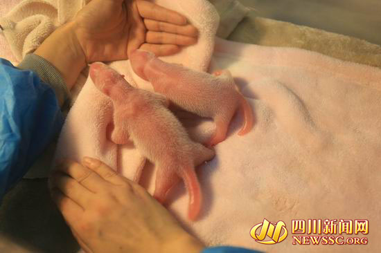 奥运吉祥物晶晶的图片,奥运会吉祥物晶晶