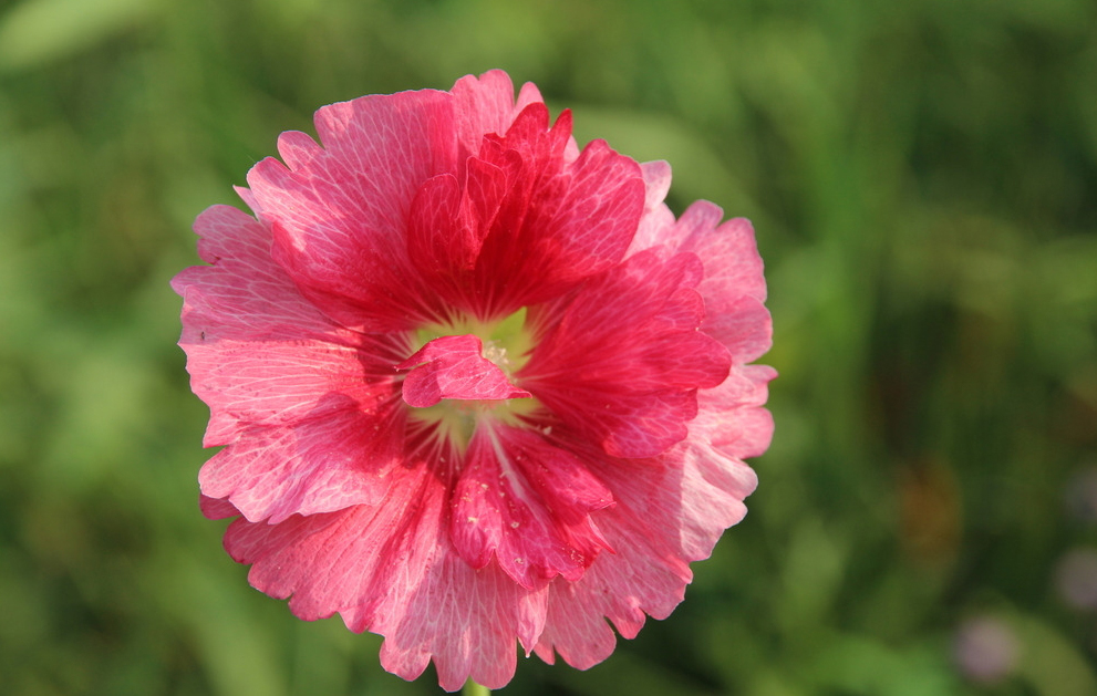 被赏一丈红的人有哪些,突然被点赞过百万有奖励吗